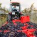How AI Is Helping Vineyards Craft Wines That Are Smoother, Richer, and Truly Memorable